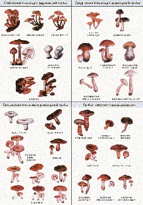 Порядок Агариковые, или Пластинчатые (Agaricales) (Л. В. Гарибова) [1976 -  - Жизнь растений. Том 2. Грибы]