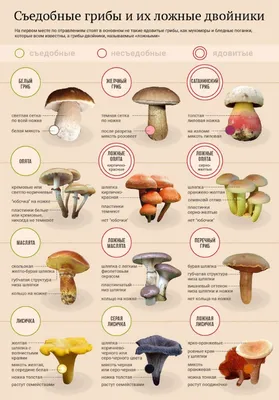 Категории съедобных грибов которые были приняты в Советском Союзе,  рассказываю подробно | Заметки ихтиолога. | Дзен