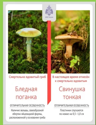 За грибами с ребенком: как научить детей отличать съедобные грибы от  несъедобных - Телеграф