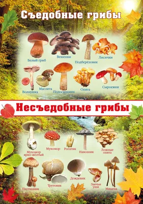 Порядок Агариковые, или Пластинчатые (Agaricales) (Л. В. Гарибова) [1976 -  - Жизнь растений. Том 2. Грибы]