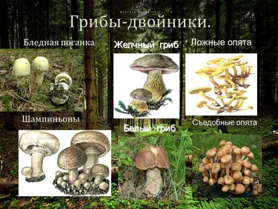 Открытый урок биологии на тему "В царстве грибов". 5-й класс