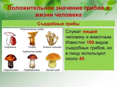 Урок биологии по теме «Общая характеристика грибов». 7-й класс