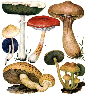 Съедобные грибы в Ленинградской области 2024: где и какие грибы собирать в  августе, сентябре и октябре, фото и названия