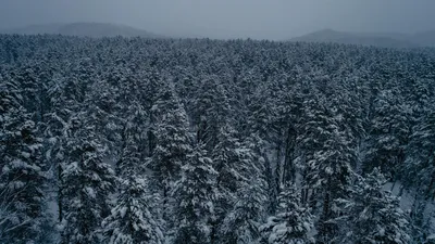 Сказки народов России. Хозяйка тайги. Сказки сибирских лесов. - Купить в  США | Bookvoed US