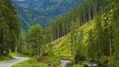 Птицы Тайги - фото с названиями и описанием