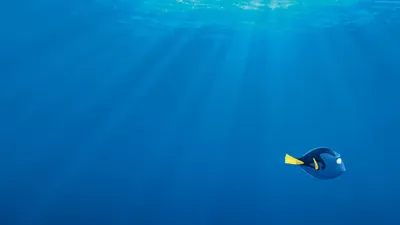 Pixar #fish #nemo #shark #анимация В поисках Дори #4K #wallpaper #hdwallpaper #desktop | В поисках Дори, фильм В поисках Дори, Дори