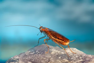 Лучший товар с Китая и Европы- Эффективное средство от тараканов Green Leaf  Powder Cockroach Killer порошок от тараканов в квартире (ST): Покупка и  цена. химические средства от насекомых от "💙💛 "Shop-Town"  интернет-магазин -