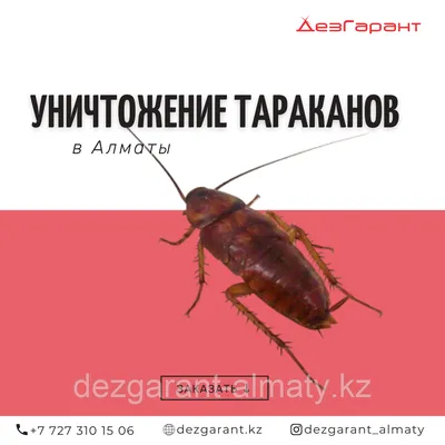 Уничтожение тараканов в Алматы (id 49890540)