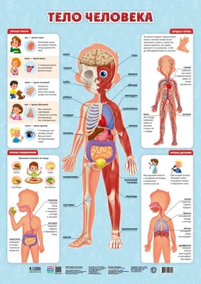 Картинка тело человека | Детские научные проекты, Тело, Лэпбук