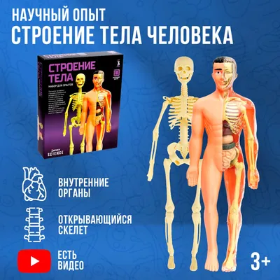 Опыты и эксперименты Эврики "Строение тела человека" с открывающимся  корпусом, скелет + внутренние органы, для детей - купить с доставкой по  выгодным ценам в интернет-магазине OZON (205820355)