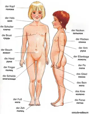 Области тела человека (поверхностная анатомия) - по атласу анатомии