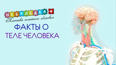 Книга Тело человека, энциклопедия (с вставками из прозр. пленки) • - купить  по цене 476 руб. в интернет-магазине  | ISBN 978-5-506-02523-8