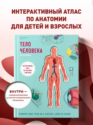 Тело человека. Интерактивный атлас по анатомии с вырубкой. Эксмо 12983203  купить за 577 ₽ в интернет-магазине Wildberries