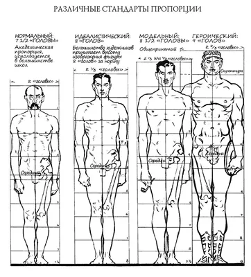 Основные пропорции человека при рисовании: какие бывают, типы и виды