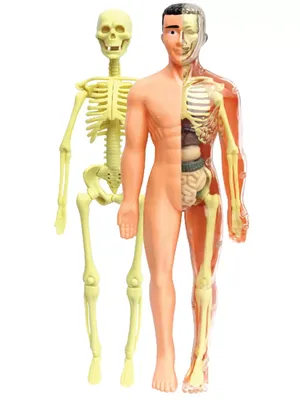Анатомическая модель для детей "Строение тела человека" Эврики 39988219  купить за 181 700 сум в интернет-магазине Wildberries