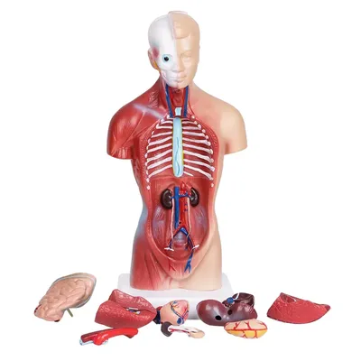 Модель анатомического тела человека | AliExpress
