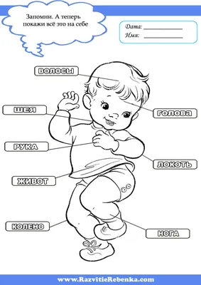 РАЗВИТИЕ РЕБЕНКА: Части тела Человека | Дошкольные учебные мероприятия,  Дети, Занятия для детей