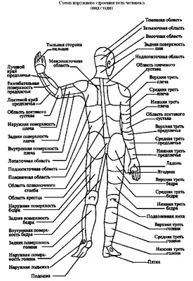 Тело человека(il corpo umano)