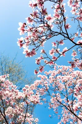 Обои для iPhone весна | Винтажные цветочные фоны, Цветочные фоны, Цветочные  картины