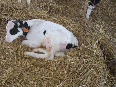 Искусственное вскармливание телят без коровы, чем кормит новорожденного  детеныша