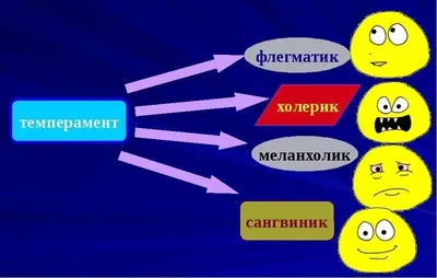 Как связаны темперамент и профессия. Какую работу нужно выбирать в  зависимости от типа темперамента - StudyInFocus