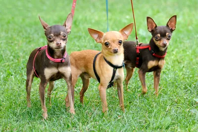 Йоркширский терьер (Yorkshire Terrier) – фото, описание породы, стрижка и  одежда, отзывы владельцев