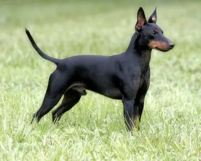 Манчестерский терьер (Manchester Terrier) - это очень энергичная, активная  и любопытная порода собак. Фото, описание и отзывы.