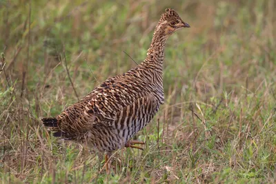 Степной тетерев (attwateri) - eBird