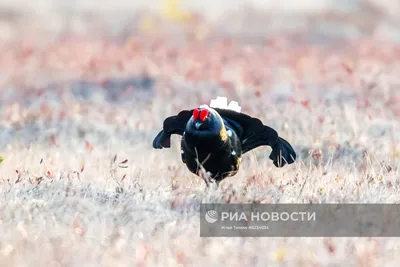 Луговой тетерев — Википедия