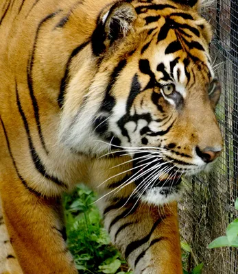 Tiger on the prowl | Wild cats, Pretty cats, Big cats