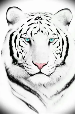Тигр - картинки в разделе Живопись и рисунки