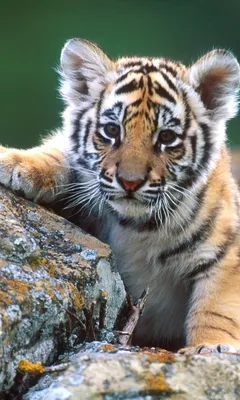 Тигр с тигренком #42
