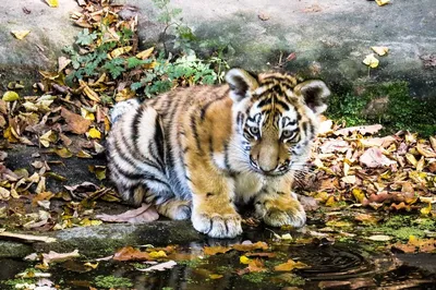 Набор фигурок животных "Папа тигр с тигрёнком" - купить с доставкой по  выгодным ценам в интернет-магазине OZON (345021412)