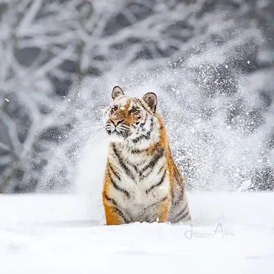 Тигр в снегу 