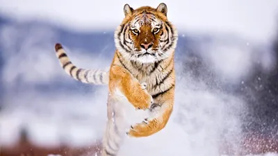 Животные, #Тигры, #Снег, #аватары, #картинки, #фото, #авы,  /kartinka/27495 | Amur tiger, Pet tiger, Animal wallpaper