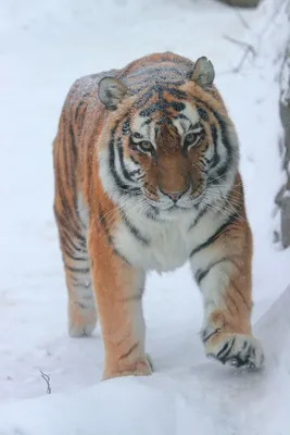 Снежный тигр - красивые фото
