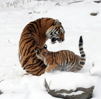 Tiger with Cub in the Snow " Photo Print Wild Animal Art Big Cat  Winter | eBay