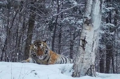 Тигры играть в снегу Бесплатная фотография - Public Domain Pictures