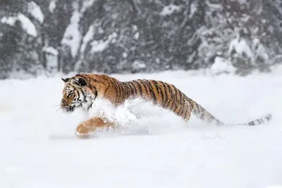 Улыбчивый тигр в снегу | Пикабу