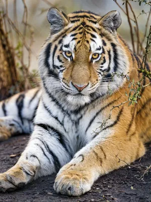 Красивый тигр - 46 фото