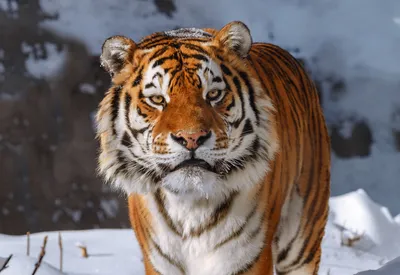 Казахстан может вернуть тигров в Центральную Азию - Путин - ,  Sputnik Казахстан