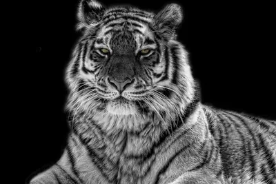 Смелый Контраст Чернобелый Тигра Крупным Планом — стоковые фотографии и  другие картинки Тигр - Тигр, Чёрно-белый, Высокий контраст - iStock