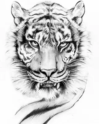 Тигр рисунок карандашом реалистичный (43 фото)