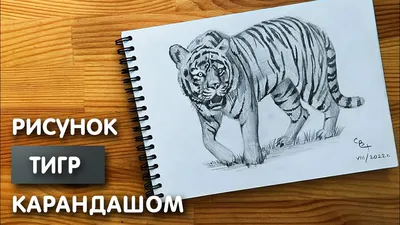 Как нарисовать тигра карандашом поэтапно | 호랑이