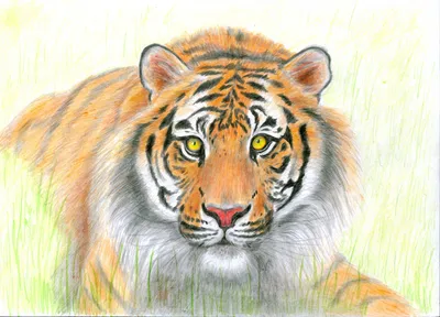 Рисунок карандашом "Тигр" | Пикабу