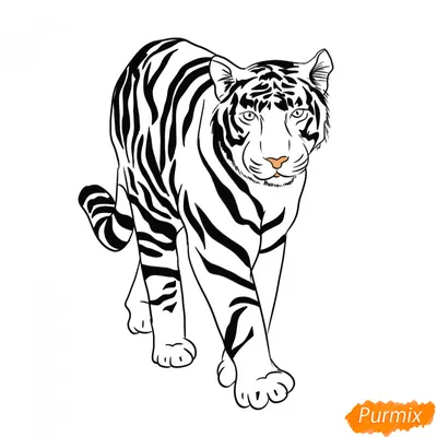 Как нарисовать тату тигра карандашом поэтапно | Рисовать животных,  Контурный рисунок, Тигр