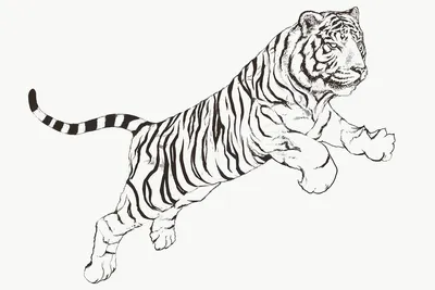 Поэтапный рисунок тигра - 66 фото