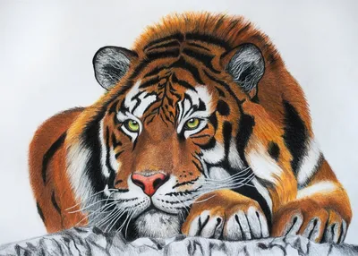 Раскраски Раскраска Рисунок тигра как нарисовать поэтапно карандашом,  скачать распечатать раскраски.