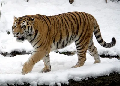 Популяция амурского тигра на Дальнем Востоке достигла 650 особей - РИА  Новости, 