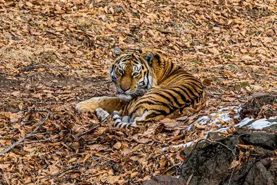 Лапы тигра - картинки и фото 